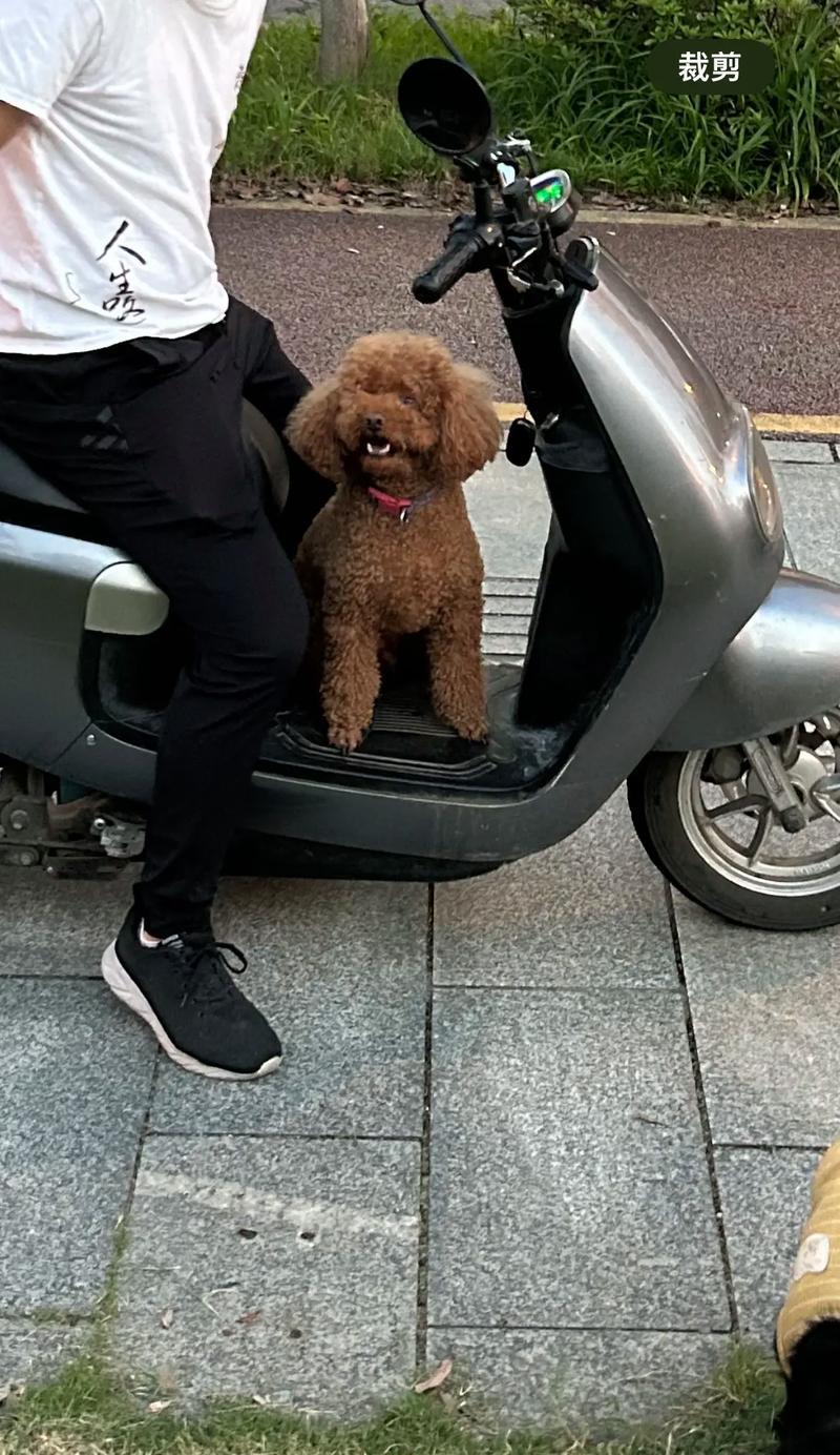 长沙狗市场大揭秘!(探寻长沙市场上卖狗的热门地点,发现宠物犬的最佳选择!)(图2) 长沙狗市场大揭秘!(探寻长沙市场上卖狗的热门地点,发现宠物犬的最佳选择!)(图2)