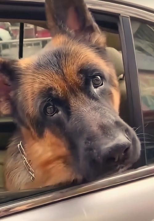 狗熟悉主人需要多长时间？（揭开狗熟悉主人的神秘面纱）(图2)