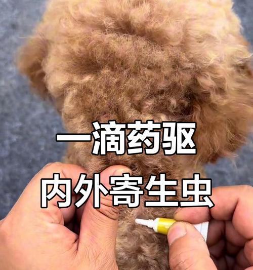 猫咪驱虫频率的科学选择(探讨猫咪体内外驱虫的最佳时机和方法)(图3) 猫咪驱虫频率的科学选择(探讨猫咪体内外驱虫的最佳时机和方法)(图3)