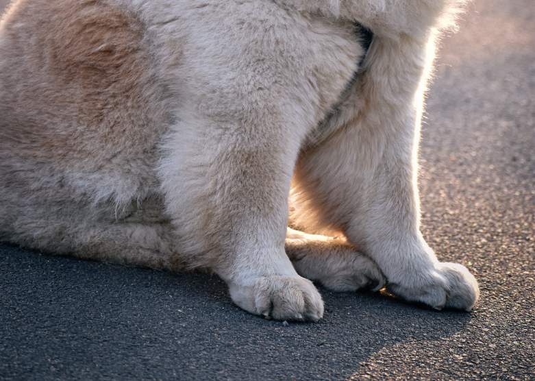 高温预警！狗狗脚垫被地面烫伤了怎么办？ - 悠悠酷狗网