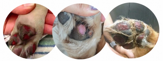 高温预警！狗狗脚垫被地面烫伤了怎么办？(图3)