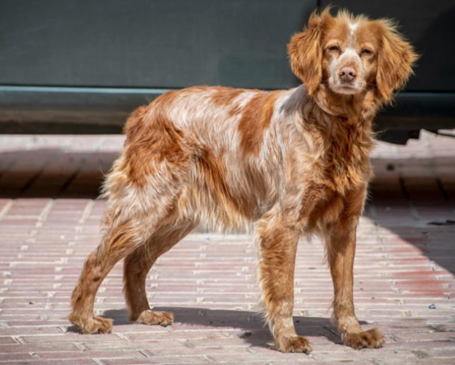 高温预警！狗狗脚垫被地面烫伤了怎么办？(图2)