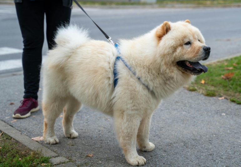 夏季遛狗保命指南（附中暑急救技巧） - 悠悠酷狗网