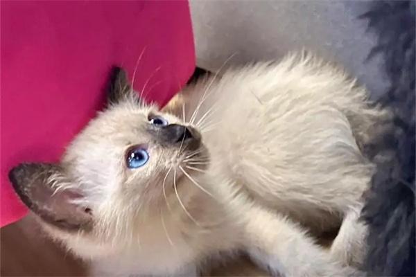 猫咪打架如何劝架？(图2)