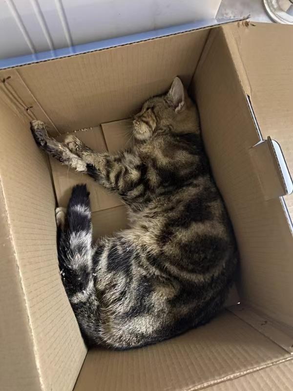 猫咪驱虫后呕吐死亡，“凶手”究竟是谁？ - 悠悠酷狗网