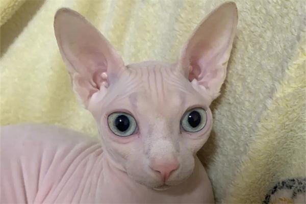 哪些猫咪不会咬人？ - 悠悠酷狗网