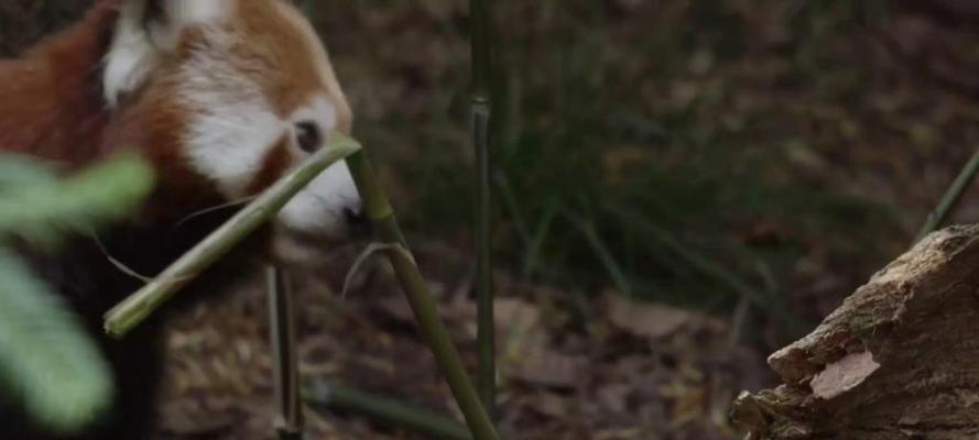 保护小熊猫，守护珍稀物种的未来（关注小熊猫，共同拯救失落在时间长河中的灵魂） - 悠悠酷狗网