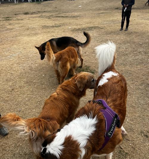 狗狗最喜欢的小朋友（以温顺友好为特点的狗狗品种及养护要点）(图1)