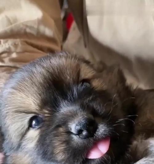 狗狗最喜欢的小朋友（以温顺友好为特点的狗狗品种及养护要点）(图3)