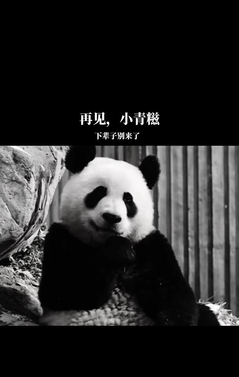 保护小熊猫，守护珍稀物种的未来（关注小熊猫，共同拯救失落在时间长河中的灵魂）(图3)