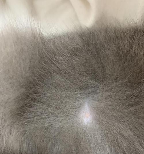 揭秘猫咪受孕的症状（了解猫咪受孕前的征兆和表现，让它们的生育健康无忧）(图3)