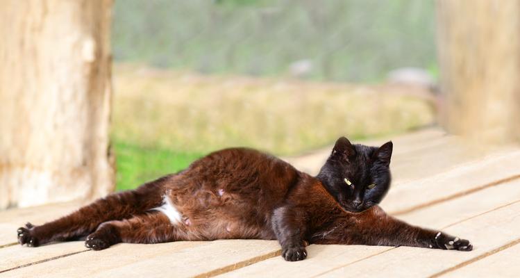 揭秘猫咪受孕的症状（了解猫咪受孕前的征兆和表现，让它们的生育健康无忧） - 悠悠酷狗网