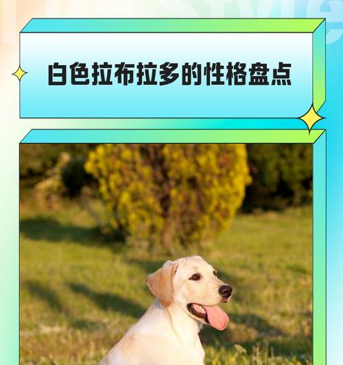 拉布拉多的性格特点（忠诚友善、温顺活泼的拉布拉多犬）(图2)
