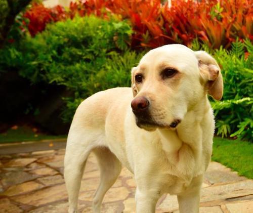 拉布拉多的性格特点（忠诚友善、温顺活泼的拉布拉多犬） - 悠悠酷狗网