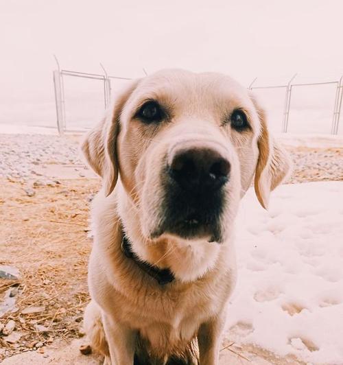 拉布拉多的性格特点（忠诚友善、温顺活泼的拉布拉多犬）(图3)