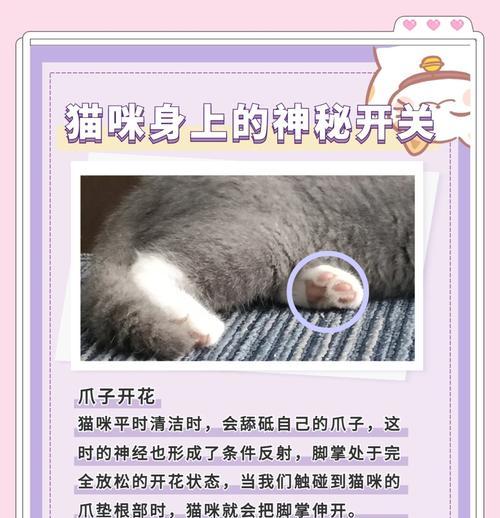 挑战猫咪快乐开关的秘密（探索猫咪的幸福源泉，让它们快乐无尽）(图1)