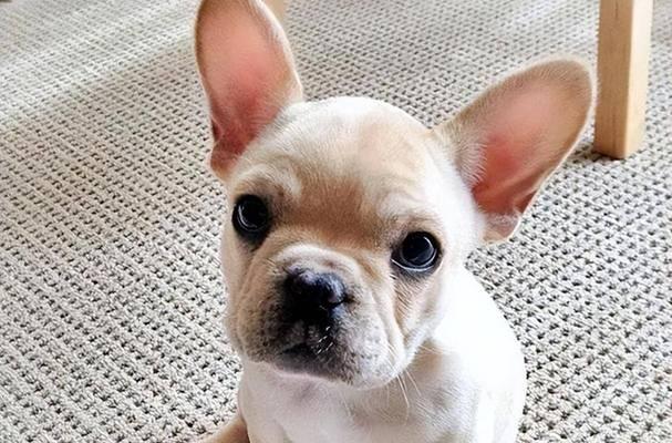 狗子嗅觉的超凡能力（揭秘狗子嗅觉的神奇之处——一个解读）(图1)