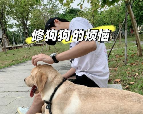 泰迪叛逆期的时长及结束方式（了解泰迪叛逆期，帮助宠物成长）(图2)