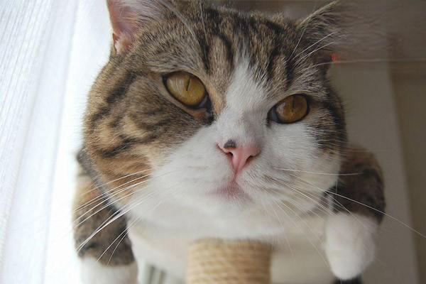 犬猫皮肤纤维瘤 - 悠悠酷狗网