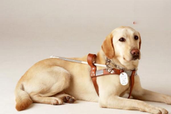 犬猫骨瘤 - 悠悠酷狗网