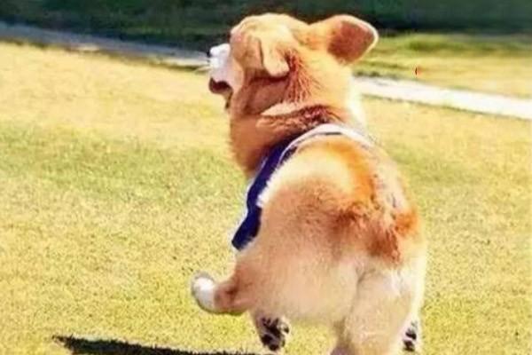 犬猫乳头状瘤(图2)