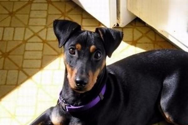 犬猫黑色素瘤 - 悠悠酷狗网