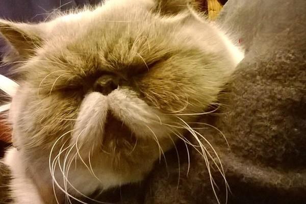 犬猫骨肉瘤(图2)