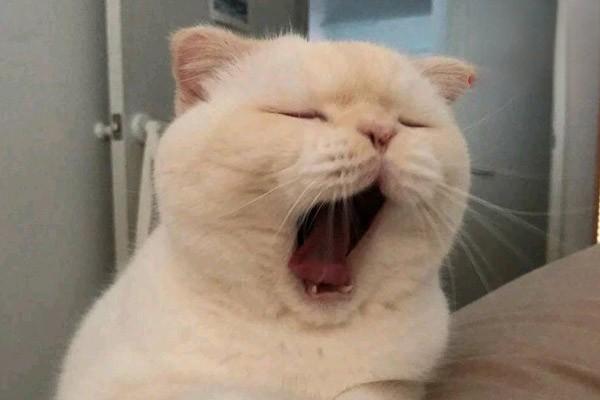 犬猫脂肪瘤、脂肪肉瘤(图2)