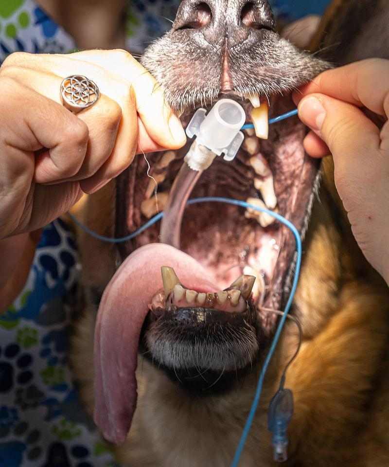 狗狗后恢复正常需要多长时间？（了解狗狗恢复时间的关键因素和注意事项） - 悠悠酷狗网