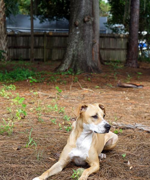 犬的基础训练方法及技巧（培养狗狗良好行为习惯的关键技巧与实践）(图1)