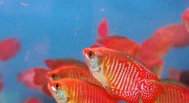 饲养热带鱼的好选择（探索适合养殖的中大型热带鱼种类） - 悠悠酷狗网