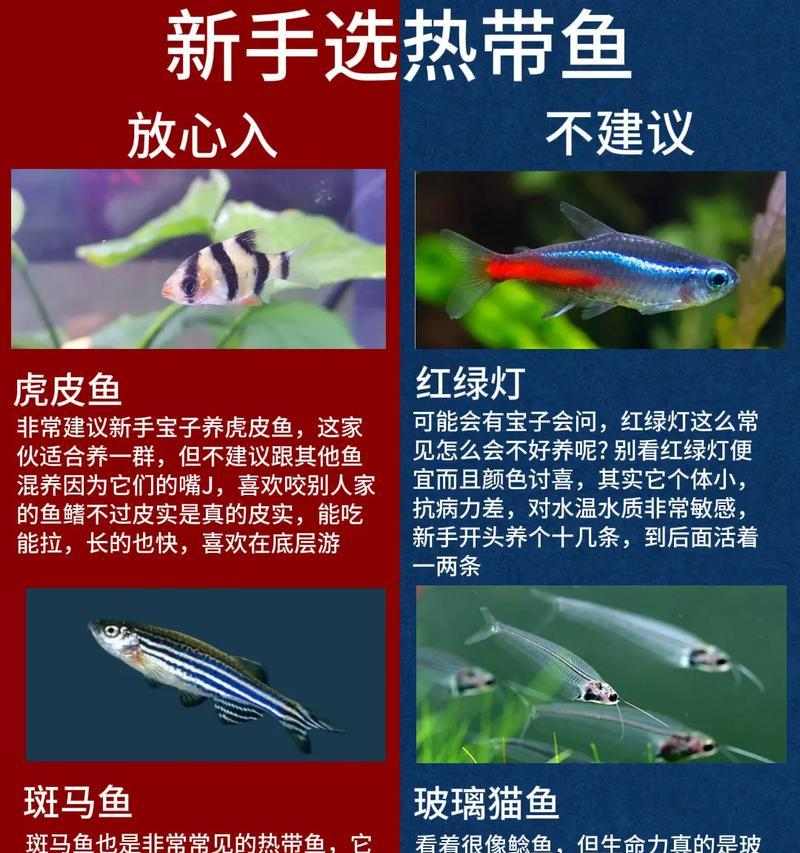 饲养热带鱼的好选择（探索适合养殖的中大型热带鱼种类）(图3)