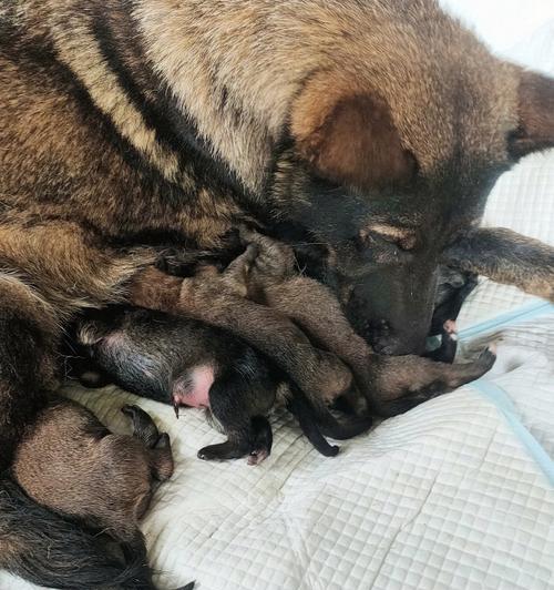 狗狗下崽后多久能下奶的时间和过程（母犬哺乳期的重要性和注意事项）(图1)