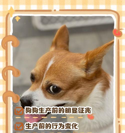 狗狗下崽后多久能下奶的时间和过程（母犬哺乳期的重要性和注意事项）(图3)