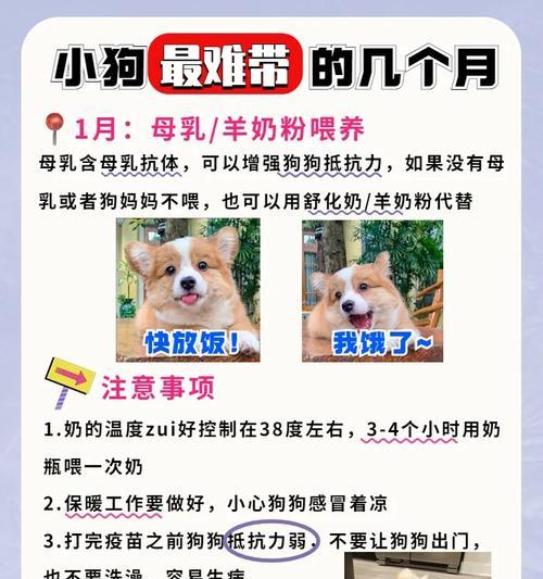 狗针打过后身体需要多久康复？（了解狗针接种对身体康复的影响与时间） - 悠悠酷狗网