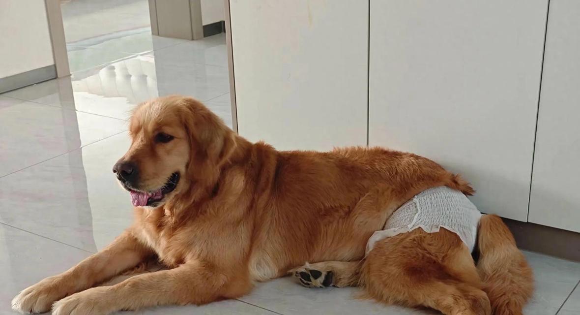 母狗的遗忘时间（家庭宠物的情感连结与记忆遗忘）(图1)