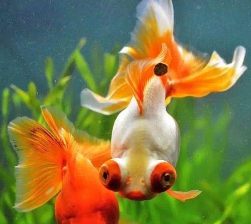 《金鱼的多彩世界》（探索金鱼的神奇色彩，发现它们的独特魅力） - 悠悠酷狗网