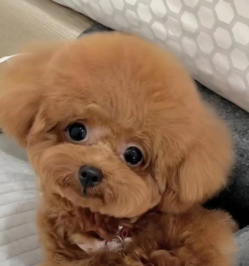 泰迪狗眼睛睁开需要多长时间?(揭秘泰迪狗独特的眼睛睁开过程及注意事项)(图3) 泰迪狗眼睛睁开需要多长时间?(揭秘泰迪狗独特的眼睛睁开过程及注意事项)(图3)