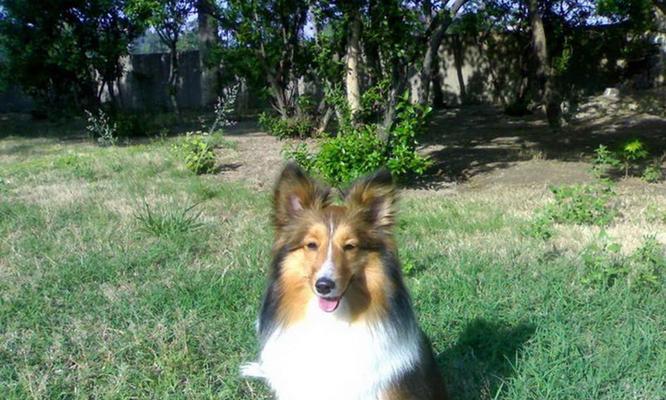 喜乐蒂（探索喜乐蒂的关键要素，享受健康与快乐生活的秘诀） - 悠悠酷狗网