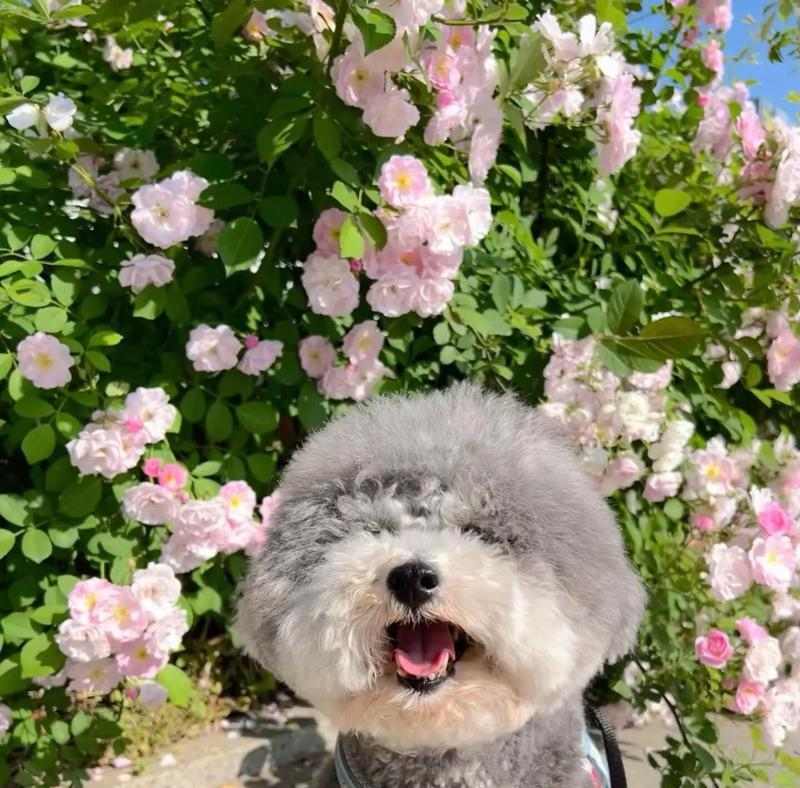 泰迪狗眼睛睁开需要多长时间?(揭秘泰迪狗独特的眼睛睁开过程及注意事项)(图2) 泰迪狗眼睛睁开需要多长时间?(揭秘泰迪狗独特的眼睛睁开过程及注意事项)(图2)