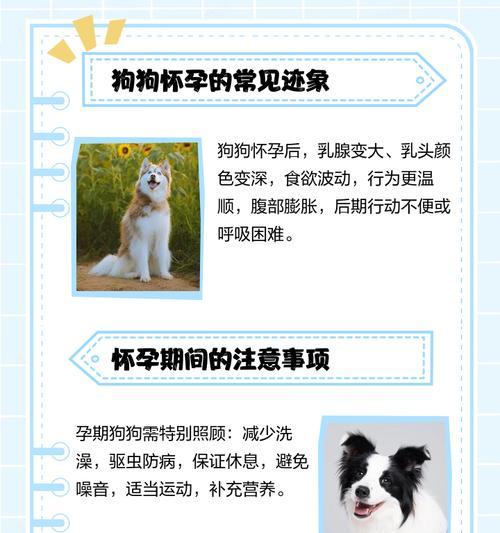 狗狗体温与怀孕时间的关系(探索狗狗体温对怀孕周期的影响)(图1) 狗狗体温与怀孕时间的关系(探索狗狗体温对怀孕周期的影响)(图1)