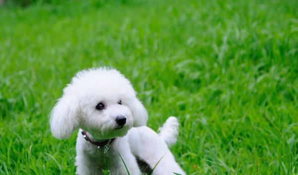 可爱犬的魅力与乐趣（与你一起探索犬的可爱世界） - 悠悠酷狗网