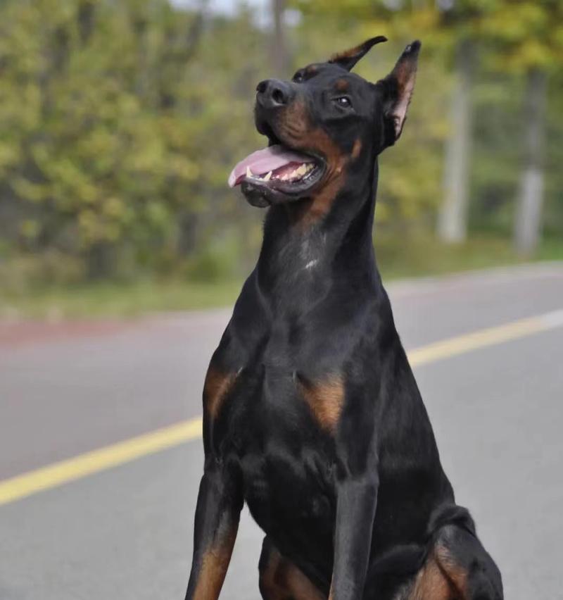 以杜宾打架能打过哪些犬?(探究杜宾作为战斗犬的优势和能力,与其他犬种的对比分析)(图2) 以杜宾打架能打过哪些犬?(探究杜宾作为战斗犬的优势和能力,与其他犬种的对比分析)(图2)