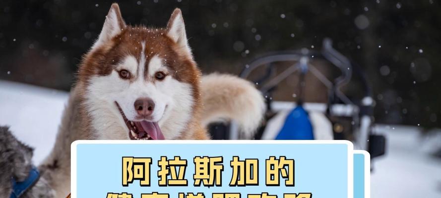 阿拉斯加(探索北方美食文化,揭秘阿拉斯加人多久吃一次骨头的独特饮食习惯)(图1) 阿拉斯加(探索北方美食文化,揭秘阿拉斯加人多久吃一次骨头的独特饮食习惯)(图1)