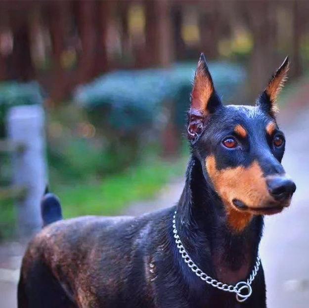 狗狗断尾的常用方法及优劣比较(选择适合狗狗的断尾方法,关爱它的健康成长)(图2) 狗狗断尾的常用方法及优劣比较(选择适合狗狗的断尾方法,关爱它的健康成长)(图2)