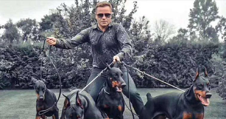 以杜宾打架能打过哪些犬?(探究杜宾作为战斗犬的优势和能力,与其他犬种的对比分析)(图3) 以杜宾打架能打过哪些犬?(探究杜宾作为战斗犬的优势和能力,与其他犬种的对比分析)(图3)