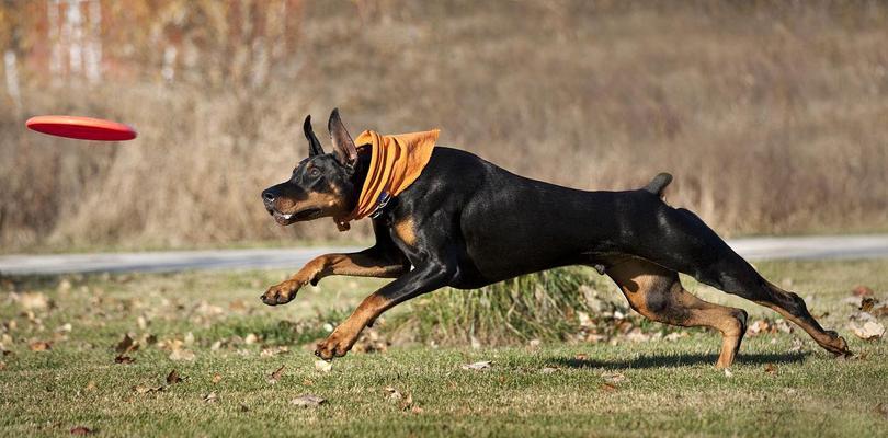 以杜宾打架能打过哪些犬?(探究杜宾作为战斗犬的优势和能力,与其他犬种的对比分析)(图1) 以杜宾打架能打过哪些犬?(探究杜宾作为战斗犬的优势和能力,与其他犬种的对比分析)(图1)