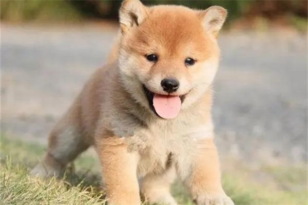 流浪狗容易携带哪些病菌？(图2)