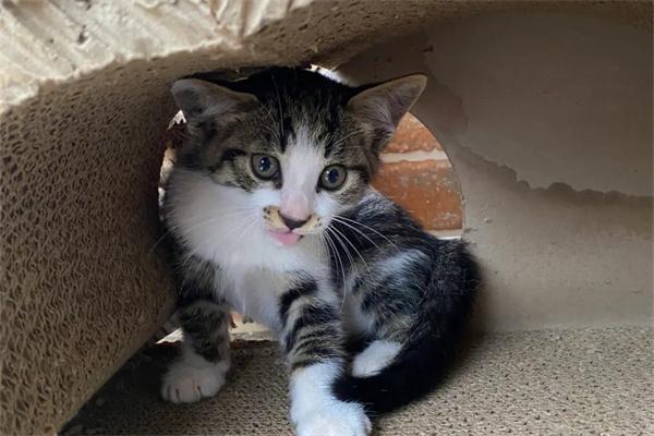 如何区分野猫和流浪猫？(图2)