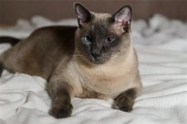 猫咪不让抱是什么原因?(图2)